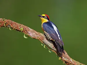 Melanerpes: Yellow Fronted Woodpecker Melanerpes flavifrons