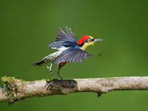 Melanerpes: Yellow Fronted Woodpecker Melanerpes flavifrons
