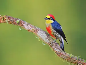 Bill Coster: Yellow Fronted Woodpecker Melanerpes flavifrons