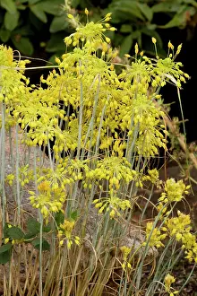 Flavum: a yellow garlic