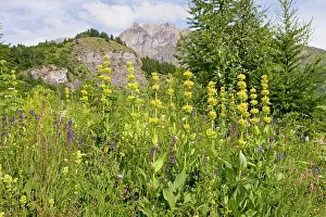 Gentiana: Yellow Gentian - in flowery meadow in the Narreyroux valley