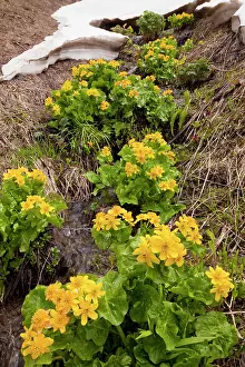 Marigolds: Yellow / Giant Marsh Marigold - high in the Lesser Caucasus