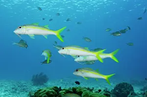 Bonaire: Yellow Goatfish (Mulloidichthys martinicus)