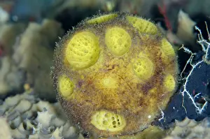 Sponges: Yellow Golf Ball Sponge