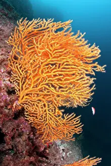 Gorgonia: Yellow gorgonia, Eunicella cavolini, Ischia Island, Italy, T