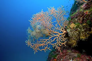 Isola: Yellow gorgonian Eunicella cavolini Le Scole southern cape G