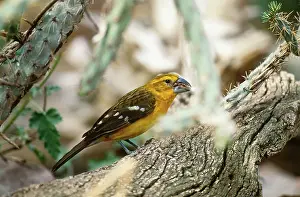 Grosbeak: Yellow Grosbeak