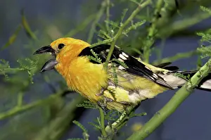 Mesquite: Yellow Grosbeak (Pheucticus chrysopeplus)