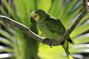 Waiting: Yellow-headed Amazon (Amazona oratrix)