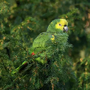 Amazona: Yellow-headed Amazon (Amazona oratrix belizensis)