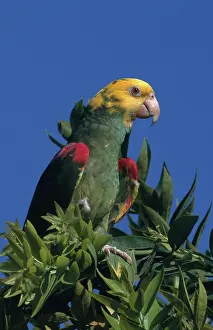 Amazona: Yellow-headed Amazon Parrot