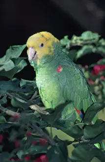 Amazona: Yellow-headed Amazon Parrot