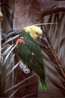 Kenneth Hoyle: Yellow-headed Amazon Parrot