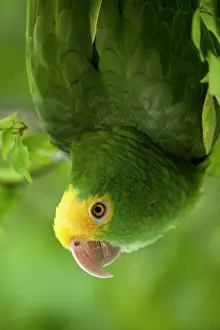 Pete: Yellow-headed Amazon Parrot (Amazona oratrix)