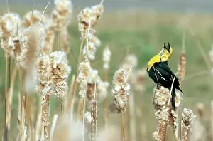 Blackbirds: Yellow-Headed Blackbird