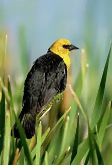 Icteridae: Yellow-headed Blackbird