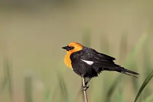 Xanthocephalus: Yellow-headed Blackbird - adult male in breeding