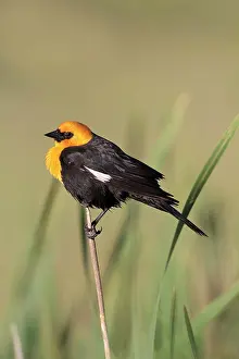 Xanthocephalus: Yellow-headed Blackbird - adult male in breeding
