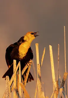 Singing: Yellow headed blackbird singing in cattails at Ninepipe