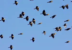 Xanthocephalus: Yellow-headed Blackbirds - Flock in flight - Winter