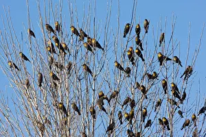 Xanthocephalus: Yellow-headed Blackbirds - Flock perched in tree
