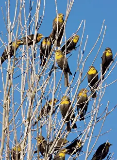 Xanthocephalus: Yellow-headed Blackbirds - Flock perched in tree