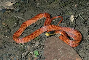 Formosus: Yellow-headed Calico Snake (Oxyrhopus formosus)