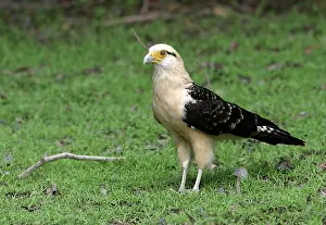 Caracaras: Yellow-Headed Caracara