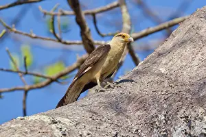 Caracara: Yellow-headed Caracara