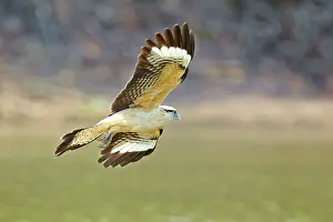 Caracara: Yellow-headed Caracara in flight Pantanal area Mato