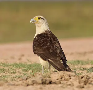 Caracara: Yellow-headed Caracara - on the ground