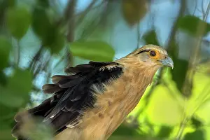 Caracara: Yellow-headed Caracara, Los Llanos, Colombia