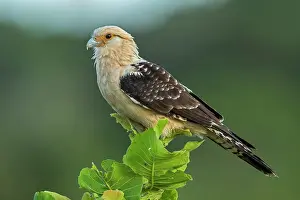 Caracara: Yellow-headed Caracara, Los Llanos, Colombia