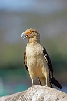 Caracara: Yellow Headed Caracara Milvago chimachima Tarcoles, Costa Ri