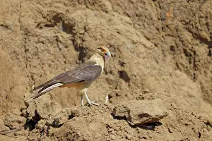 Caracara: Yellow Headed Caracara Milvago chimachima Tarcoles, Costa Ri