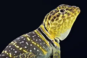 Auriceps: Yellow headed collared Lizard (Crotaphytus collaris