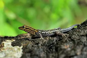 Lygodactylus: Yellow-headed Dwarf Gecko / Dwarf Yellow-headed Gecko