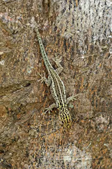 Lygodactylus: Yellow-headed Dwarf Gecko / Dwarf Yellow-headed Gecko