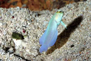 Jawfish: Yellow-headed Jawfish - displaying outside its