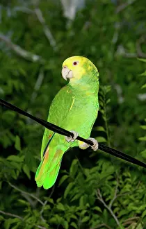 Amazona: Yellow-headed Parrot