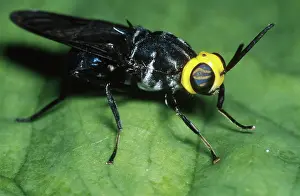 Soldier: Yellow-headed Wasp Fly