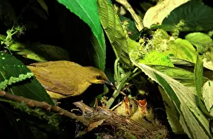 Lichenostomus: Yellow honeyeater feeding chicks