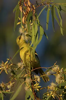 31517: Yellow Honeyeater Feeding on eucalypt flowers at Georg