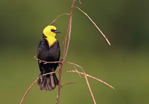 Agelaius: Yellow-hooded Blackbird