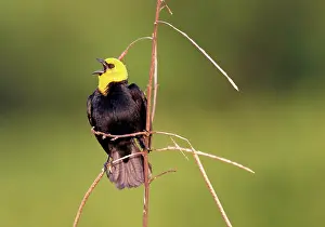 Agelaius: Yellow-hooded Blackbird