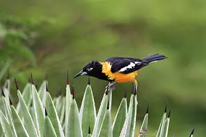 Agelaius: Yellow-hooded Blackbird