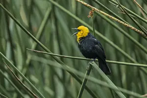 Bogota: Yellow-hooded Blackbird (Chrysomus icterocephalus