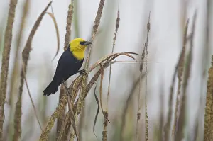 Thrush: Yellow-hooded Blackbird (Chrysomus icterocephalus) male