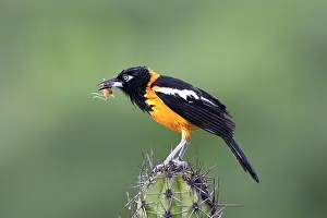 Agelaius: Yellow-hooded Blackbird - with grasshopper in beak