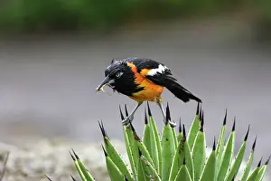 Agelaius: Yellow-hooded Blackbird - with insect in beak